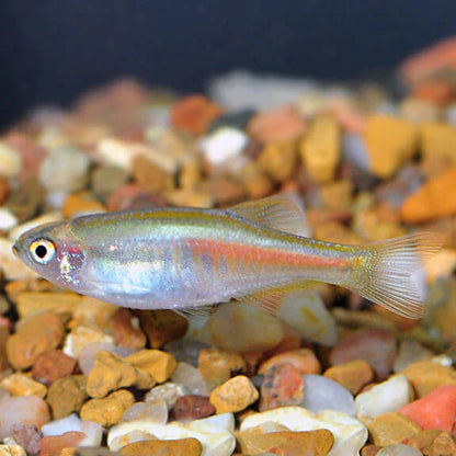 Danios