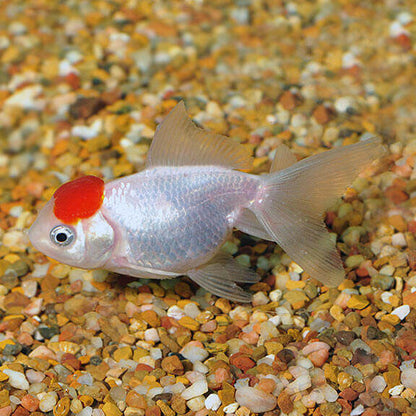 Red Cap Oranda Goldfish.