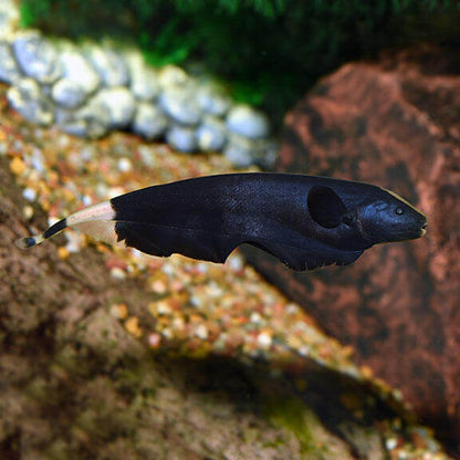 Black Ghost Knifefish.