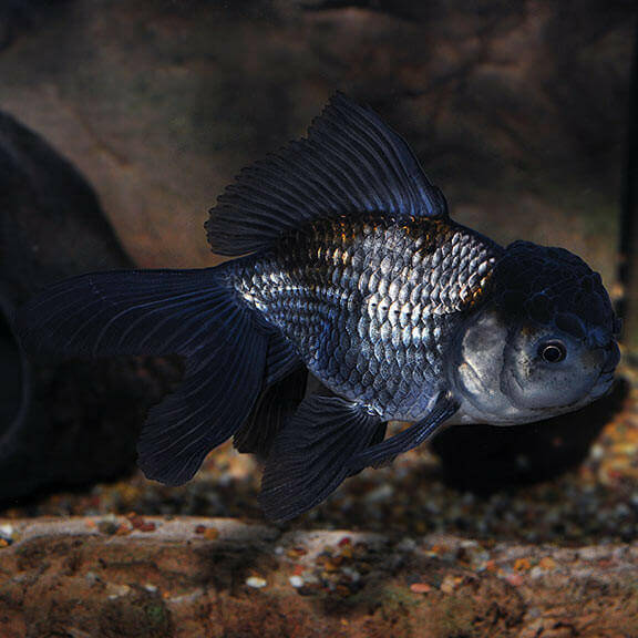 Blue Oranda Goldfish.