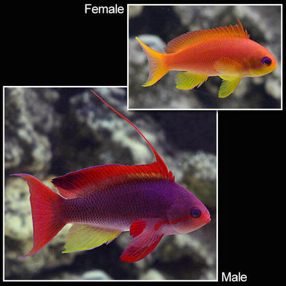 Lyretail Anthias.