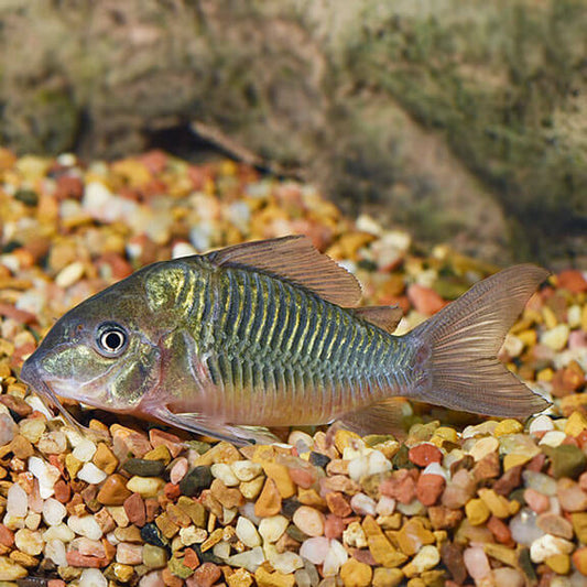 Emerald Green Corydora
