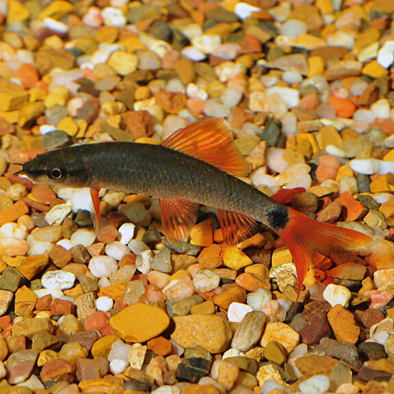 Viel Fish Veil Betta, Male - Colorful & Hardy Tropical Fish