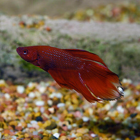 Veil Betta, Male.