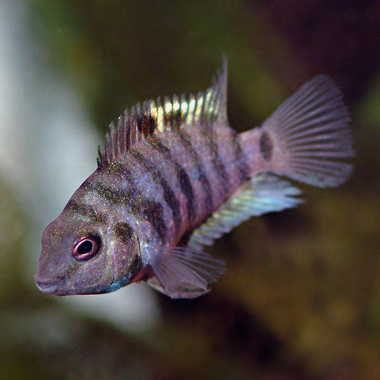 Convict Cichlid