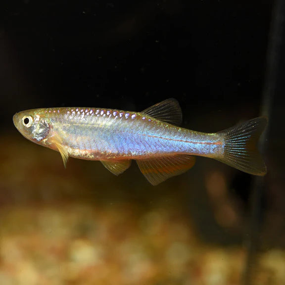 Danios