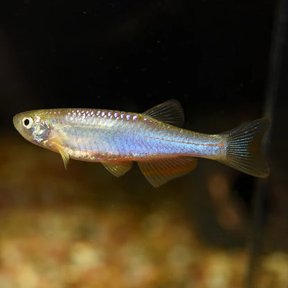 Danios