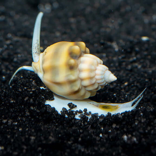 Nassarius Snail