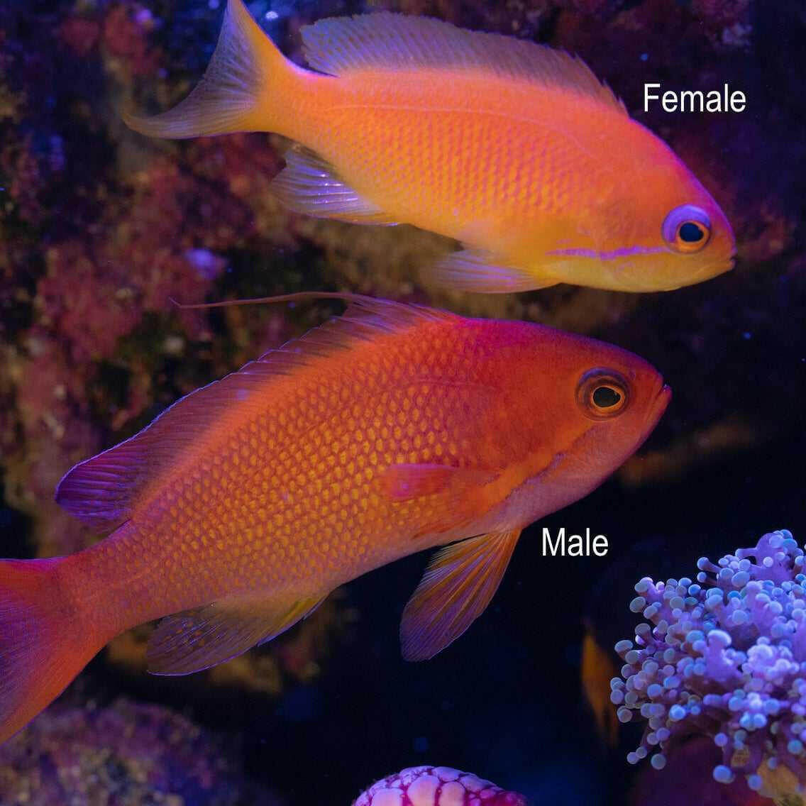 Lyretail Anthias.