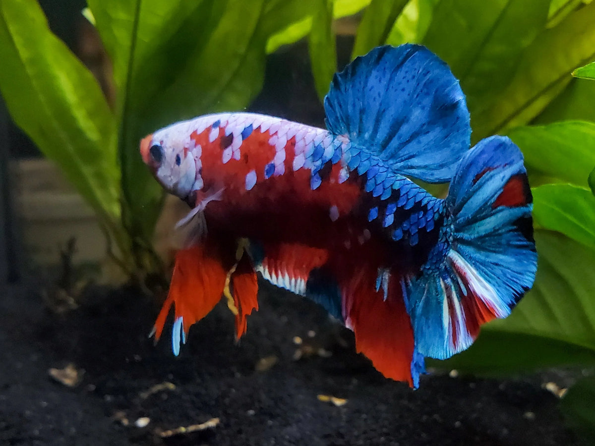 Viel Fish Veil Betta, Male - Colorful & Hardy Tropical Fish