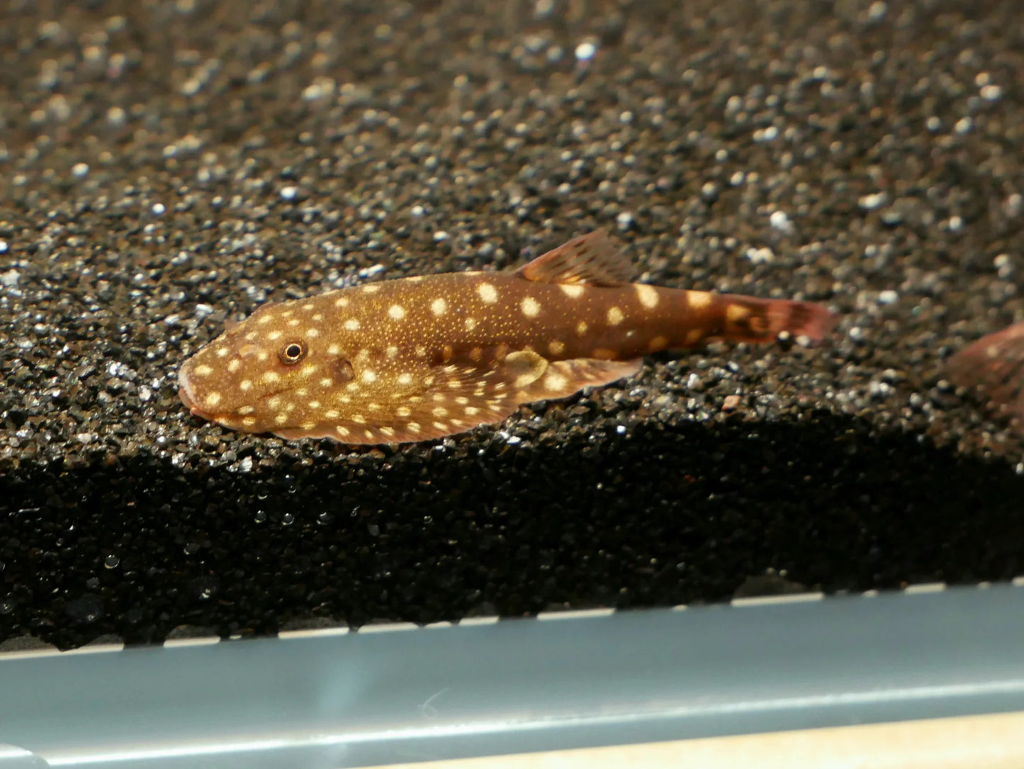 Hillstream Loach
