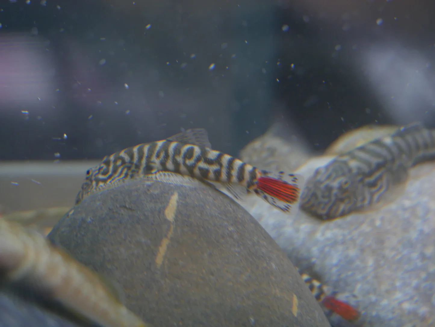 Hillstream Loach