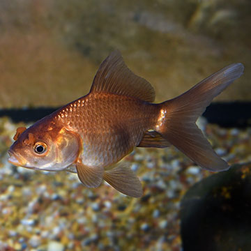 Pom Pom Goldfish