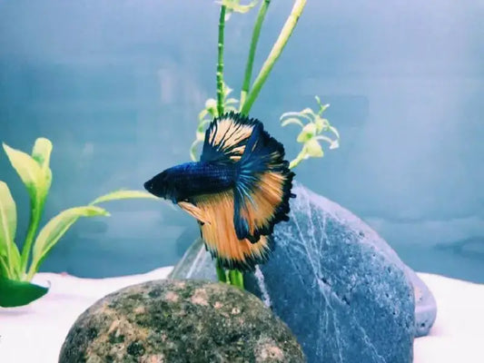 Blue Paradise Betta