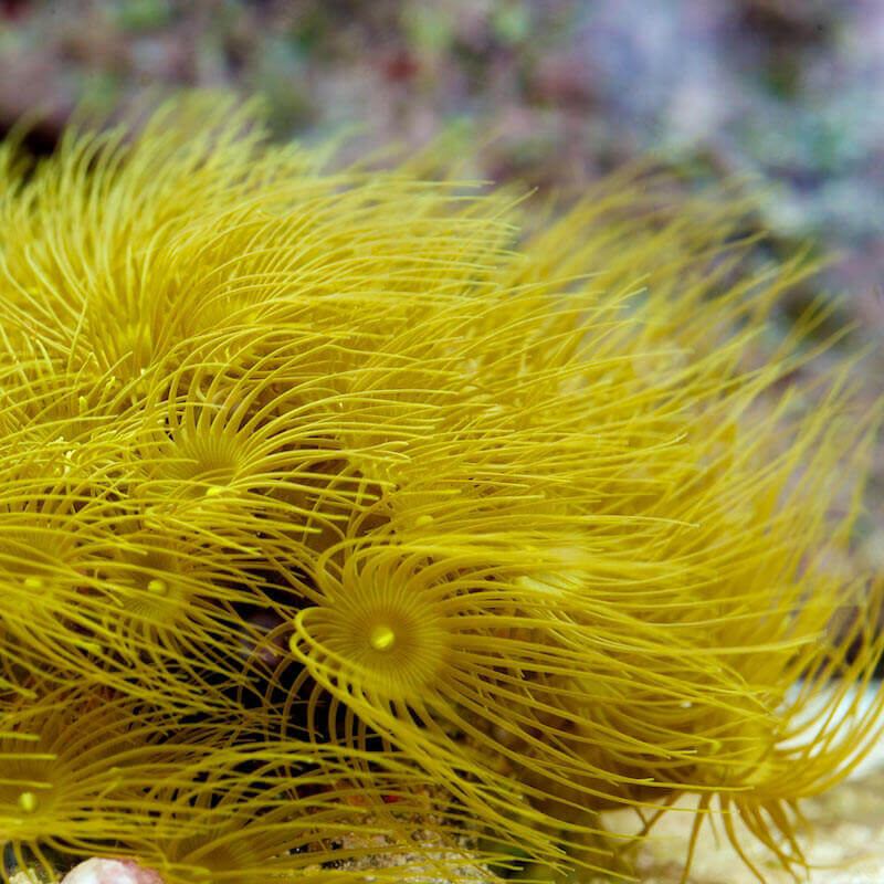 Yellow Polyp Zoanthid (LOCAL PICK UP ONLY).