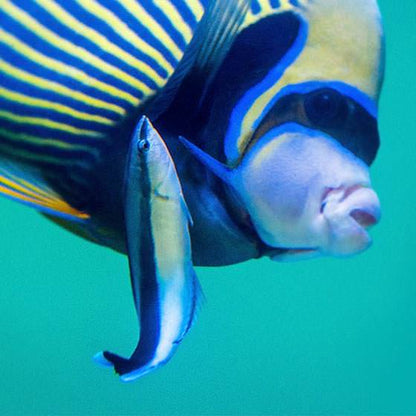Cleaner Wrasse