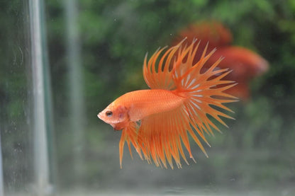 Betta, Male