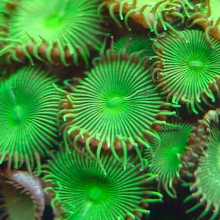 Nuclear Green Palythoas