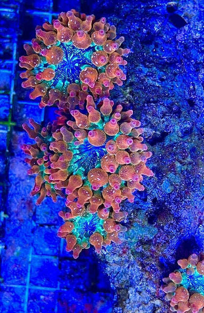 Rainbow Bubble Tip Anemone.