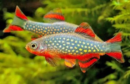 Celestial Pearl Danio.