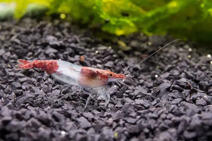 Red Rili Shrimp.