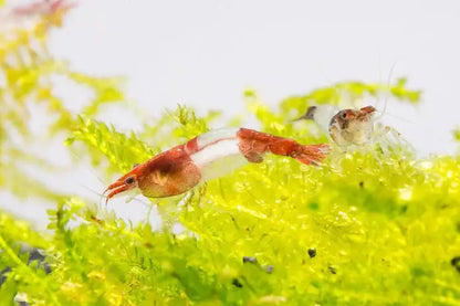 Red Ril Buy Red Rili Shrimp for Vibrant Aquariums