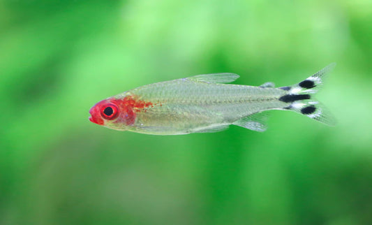 Rummynose Tetra Captive-Bred