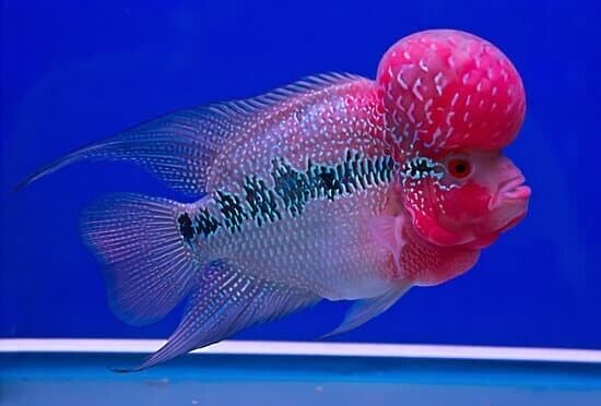 Super Red Dragon Flowerhorn Cichlid