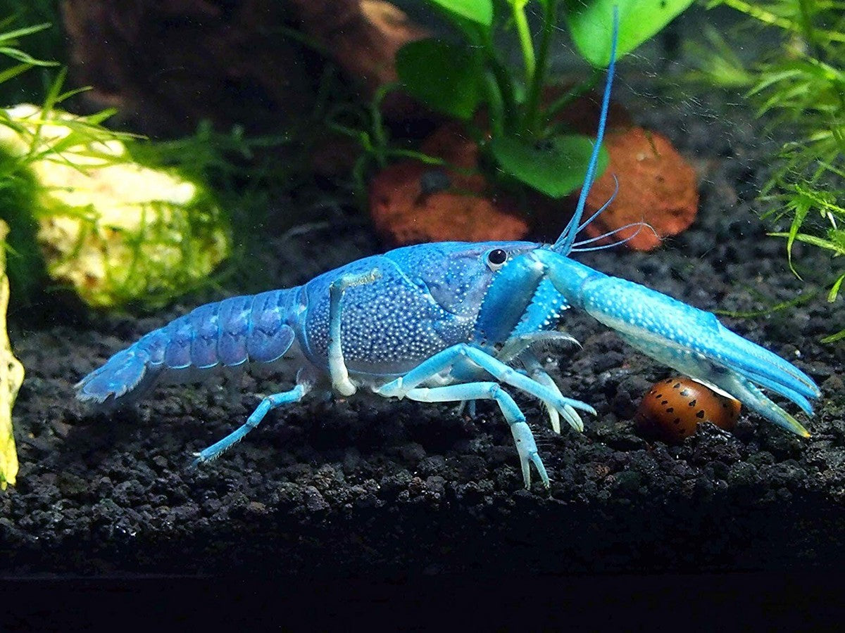 Electric Blue Crayfish