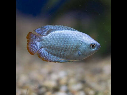 Powder Blue Gourami.