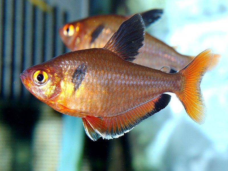 Red Serpae Tetra