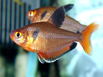 Red Serpae Tetra