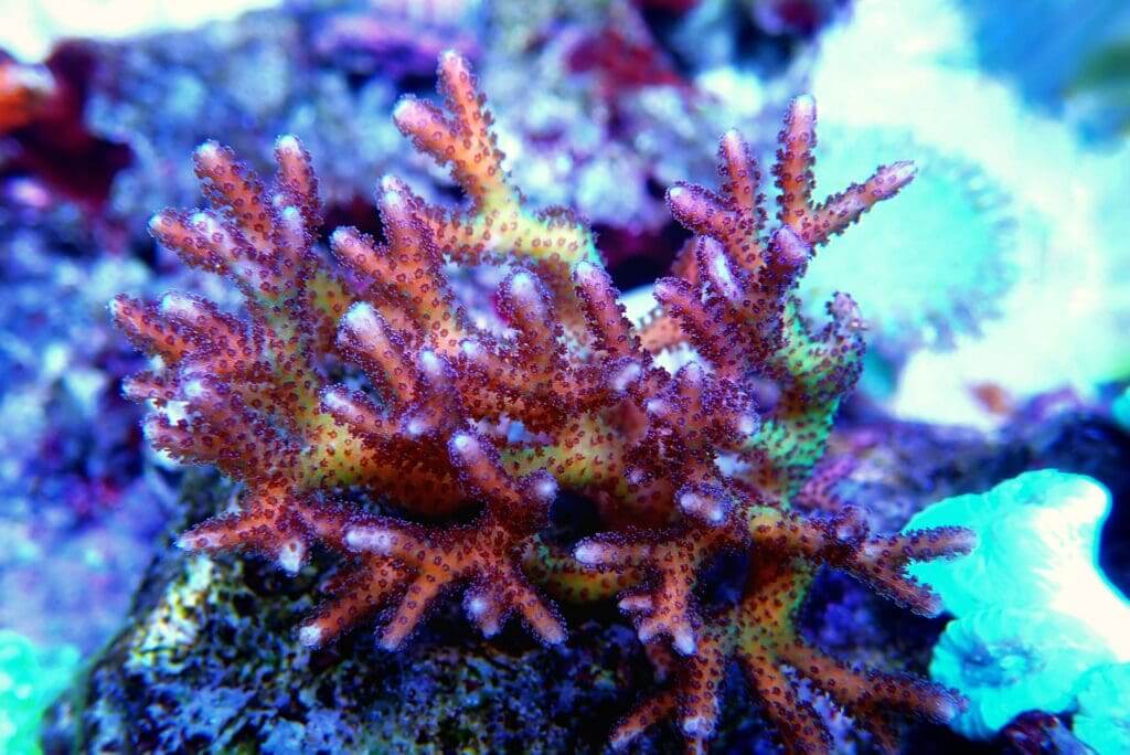 Purple Polyp Green Birdsnest