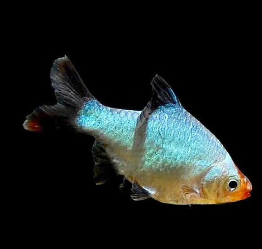 Tiger Barb