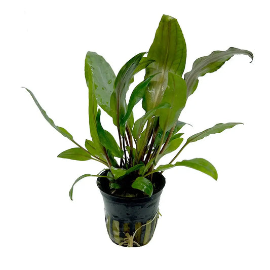 Cryptocoryne Undulata.