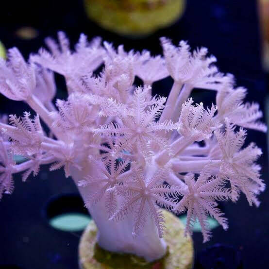 Cultured Xenia Coral (LOCAL PICK UP ONLY).