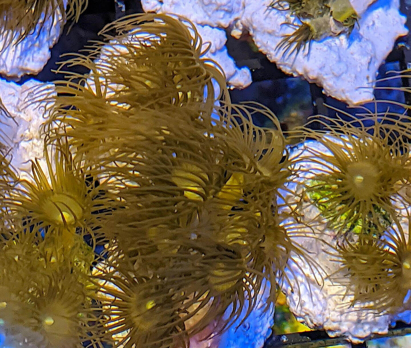 Yellow Polyp Zoanthid (LOCAL PICK UP ONLY).